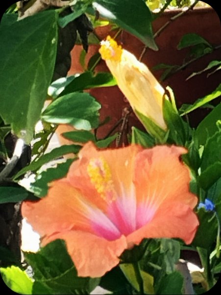 Hib YO2 6 Jul 25.jpg