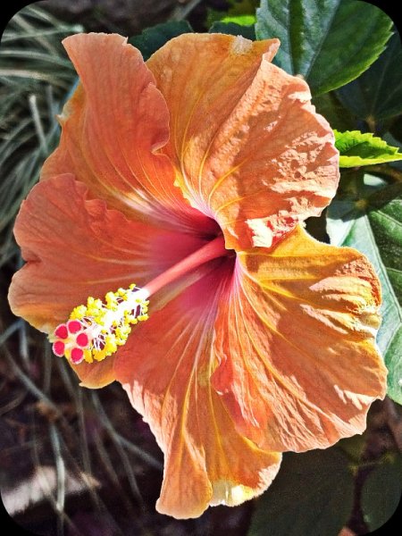 Hib YO2 6 Oct 25(2).jpg