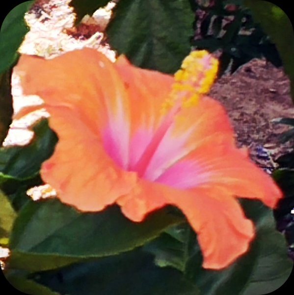 Hib YO4 6 Jul 25.jpg