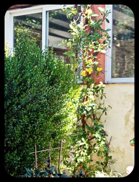 Hibbertia 7 May 22.jpg