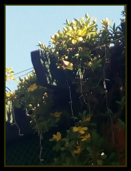 Hibbertia Buds 5 May.jpg