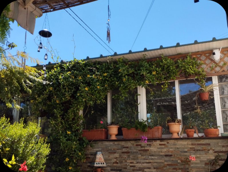 Hibbertia  scandens 22 Apr 25.jpg