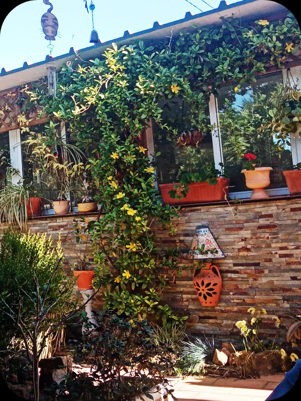 Hibbertia scandens1 12 Apr 24.jpg