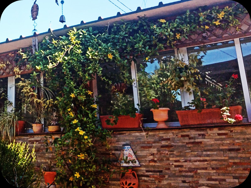 Hibbertia scandens2 12 Apr 24.jpg