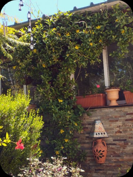 Hibbertiia scandens 12 22 Apr 25.jpg