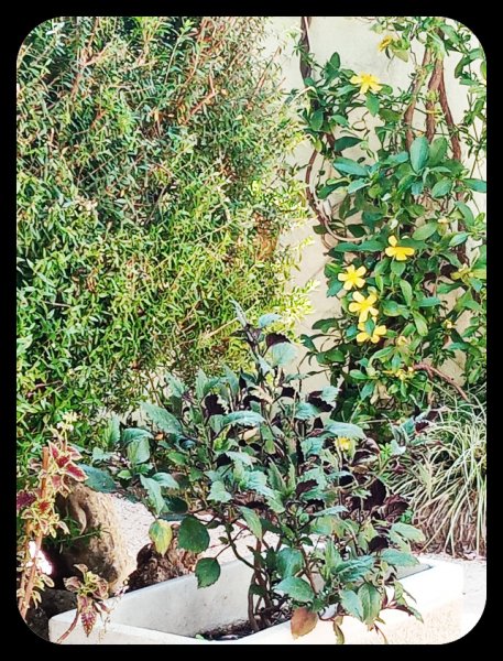 Hibertia 28 May 29(1).jpg