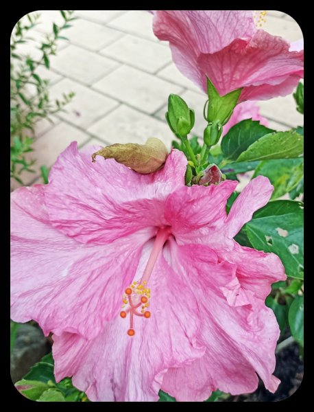 Hibicus Pink 14 May 22.jpg