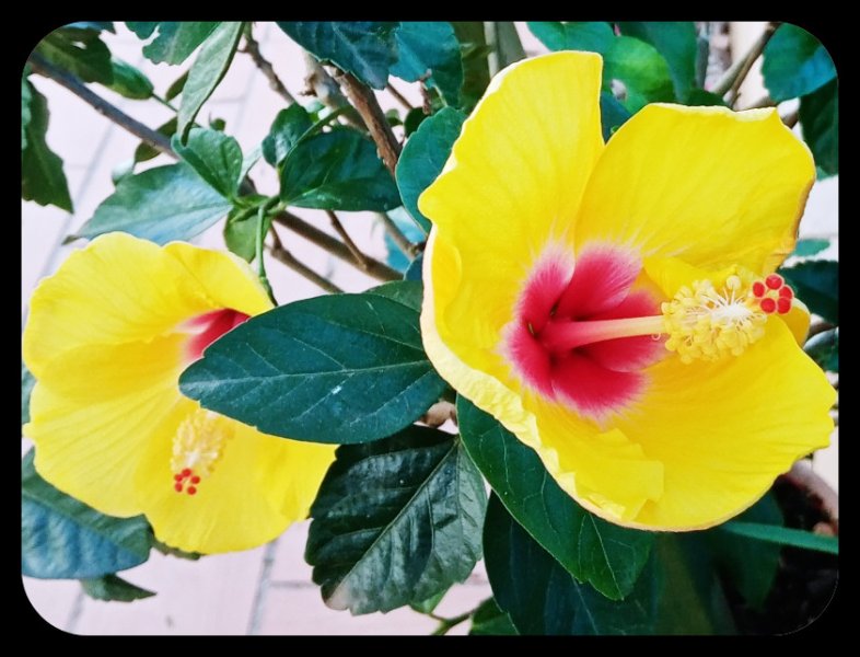 Hibiiscus close 22 Oct 21.jpg