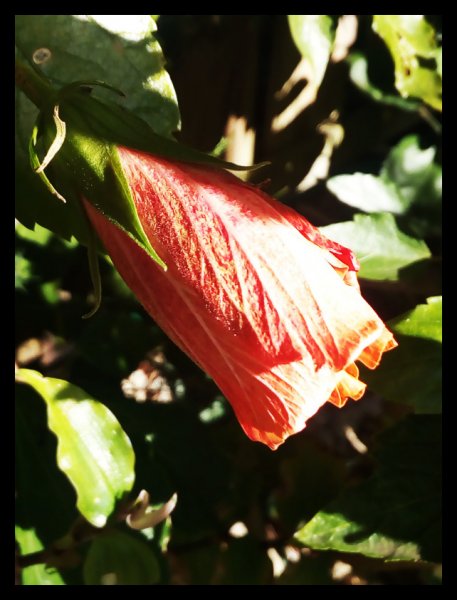 Hibiscus 1 Jan.jpg