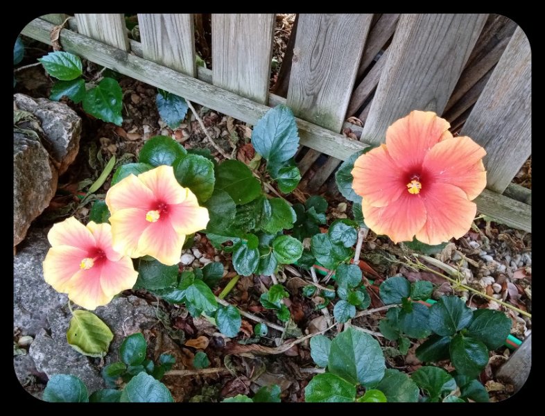 Hibiscus 13 Oct 22.jpg