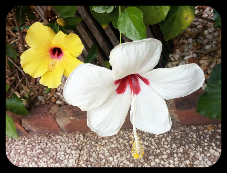 Hibiscus 13 Sep 21.jpg