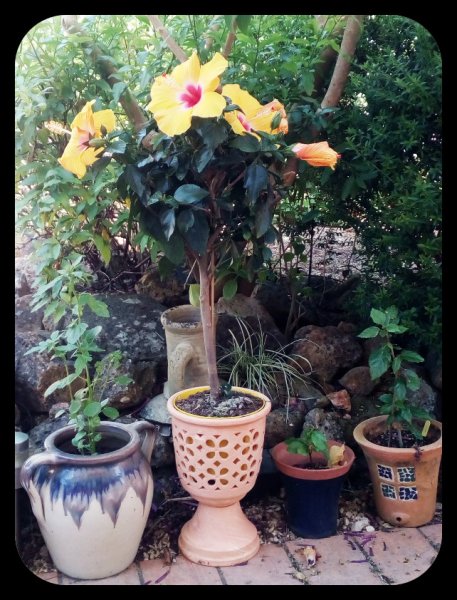 Hibiscus 17 May 21(1).jpg