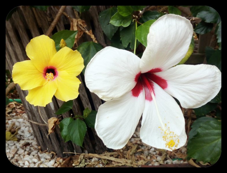 Hibiscus 2 13 Sep 21.jpg