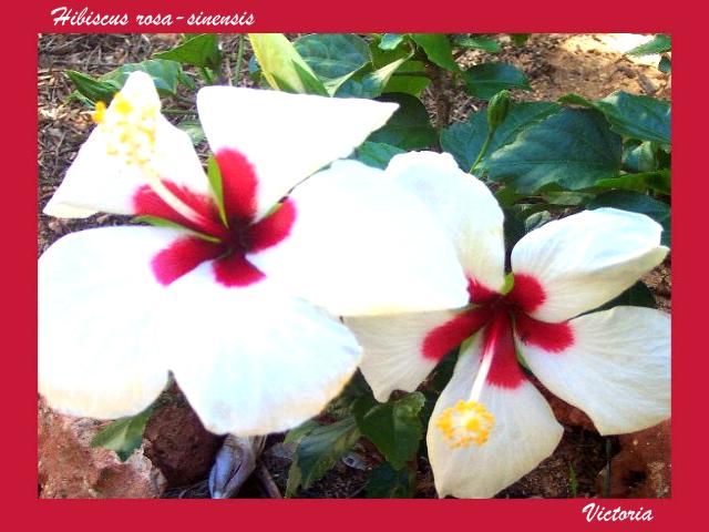 Hibiscus 2 Aug 08.jpg