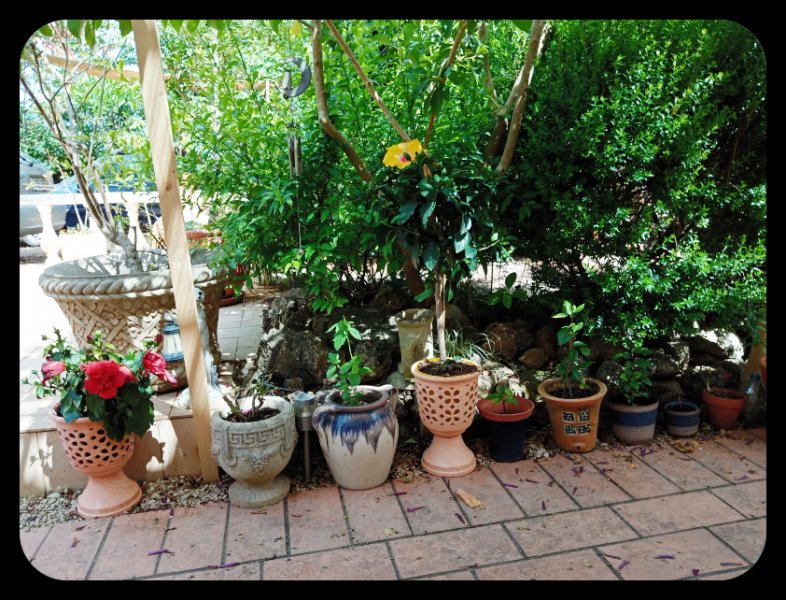 Hibiscus 2 May 21.jpg