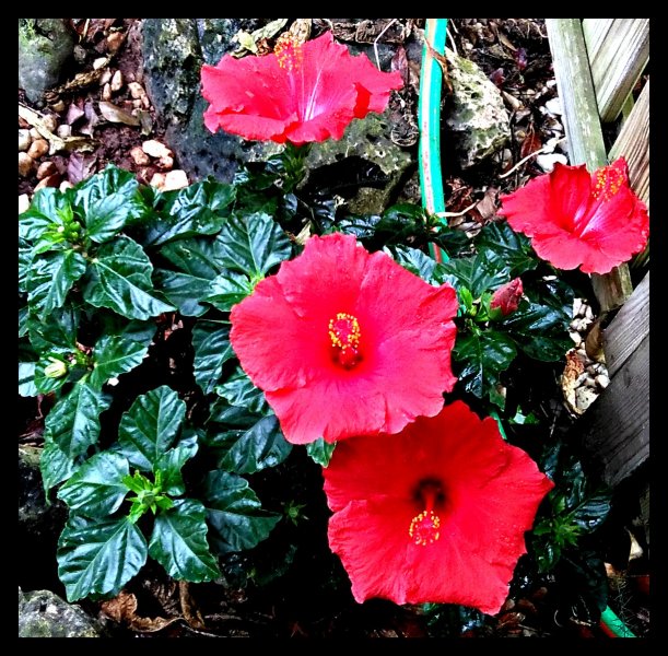 Hibiscus 2 Nov 20.jpg