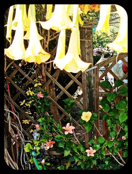 Hibiscus 20 Apr 22.jpg