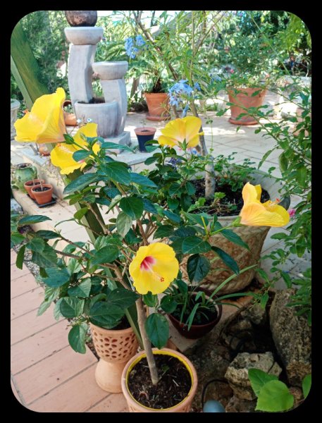 Hibiscus 22 Oct 21.jpg