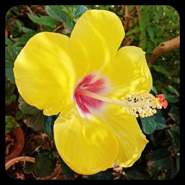 Hibiscus 23 Aug 21(1).jpg