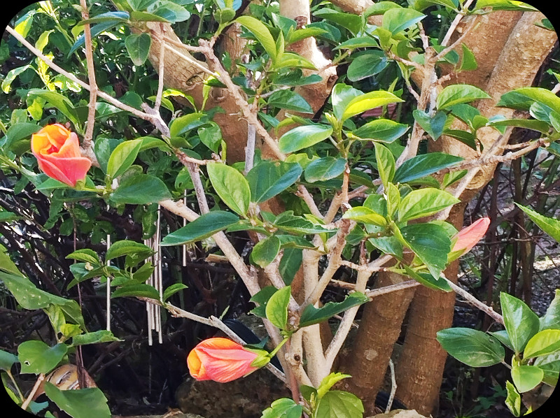 hibiscus April Buds 28 Nov 25.jpg
