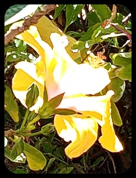 Hibiscus arty 27 May 22.jpg