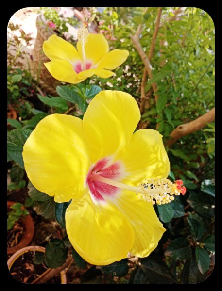 Hibiscus BD 23 Aug 21.jpg