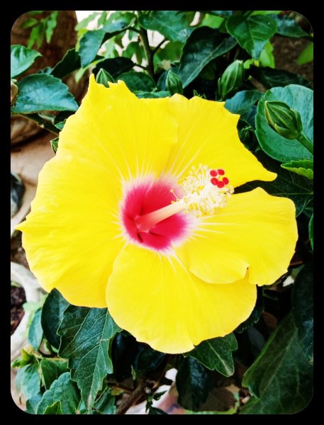 Hibiscus BD Open 1 May.jpg