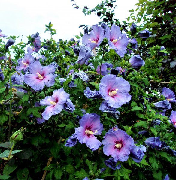 Hibiscus 'Blue Bird'.JPG