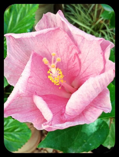 Hibiscus Candy Floss1 19 Aug 22.jpg