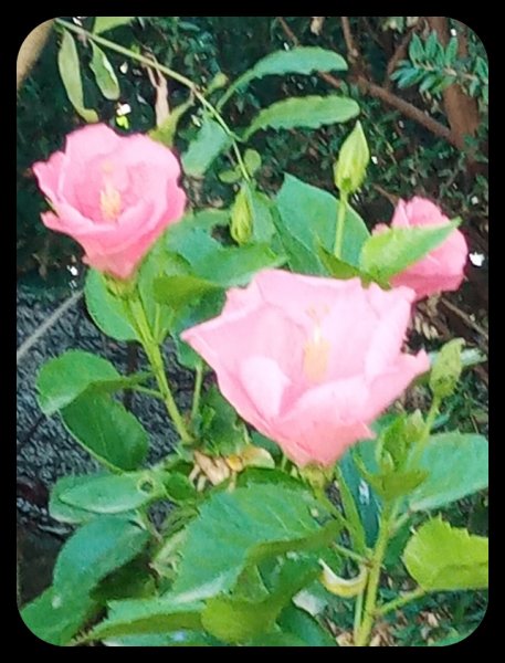 Hibiscus Candy n Red 19 Aug 22.jpg