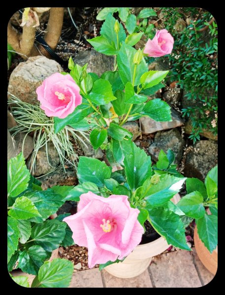 Hibiscus Candy Pink 19 Aug 22.jpg