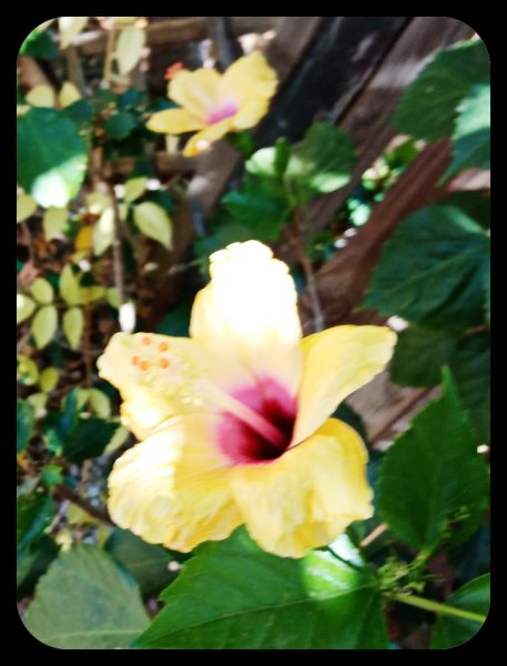 Hibiscus 'Columbine' 18 Jun 22.jpg