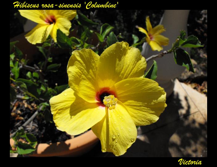 Hibiscus 'Columbine' (3).jpg