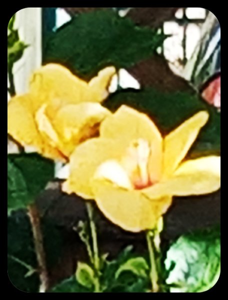 Hibiscus Columbine 4 May 22.jpg