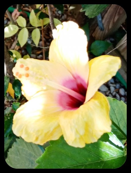 Hibiscus 'Columbine'2 18 Jun 22.jpg