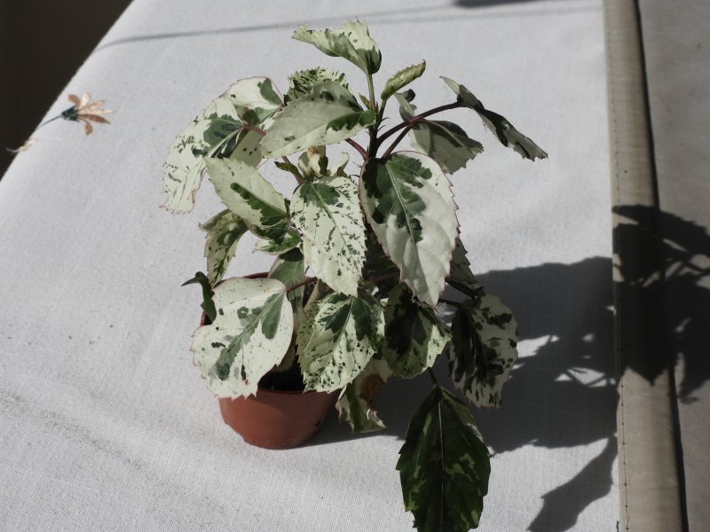 Hibiscus cooperi.jpg