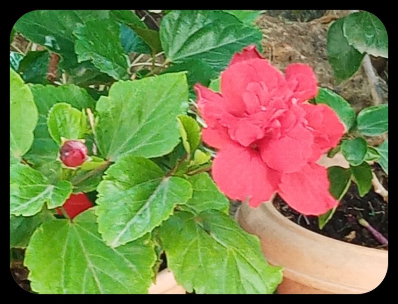 Hibiscus Double Red 18 Aug 22(1).jpg