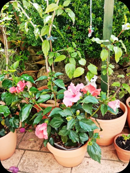 Hibiscus Fantasy 1 May 24.jpg