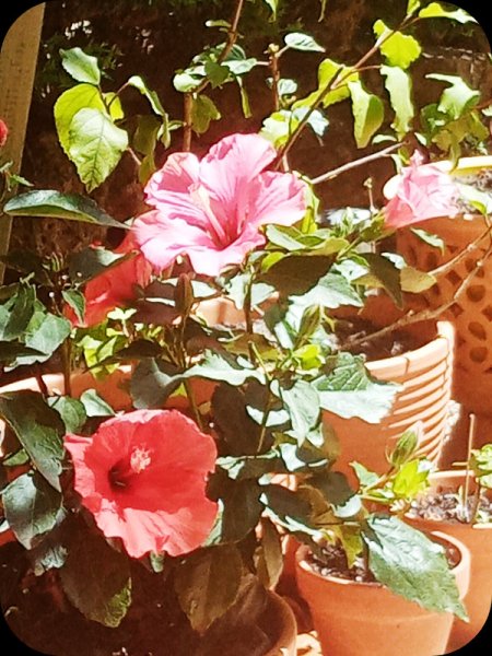 Hibiscus Fantasy 29 Apr 24.jpg