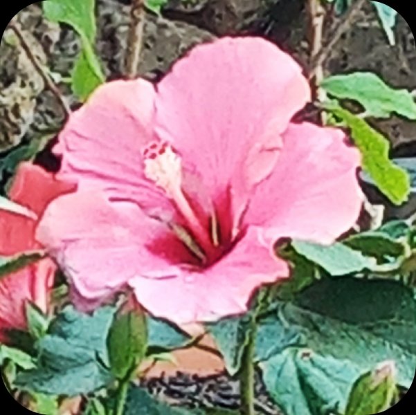 Hibiscus Fantasy Dark 30 Apr 24(1).jpg