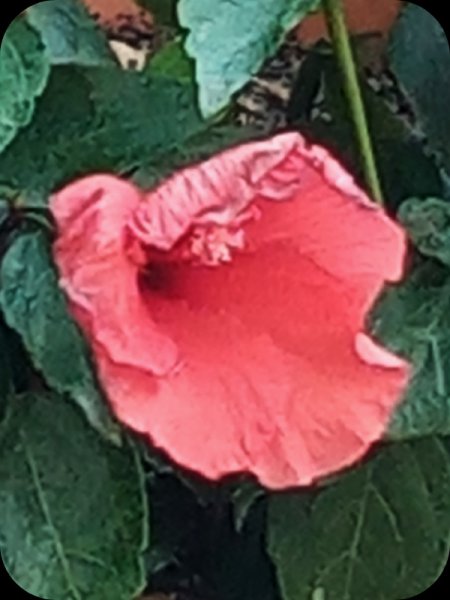 Hibiscus Fantasy Orange 30 Apr 2430 Apr 24.jpg