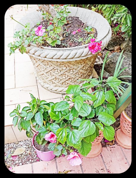 Hibiscus & Geranium 17 Dec 21.jpg