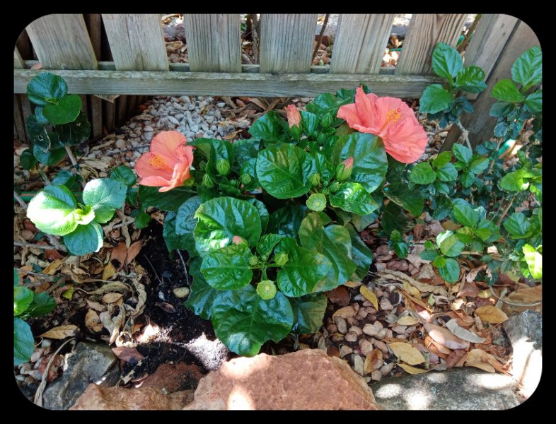 Hibiscus Hera planted.jpg