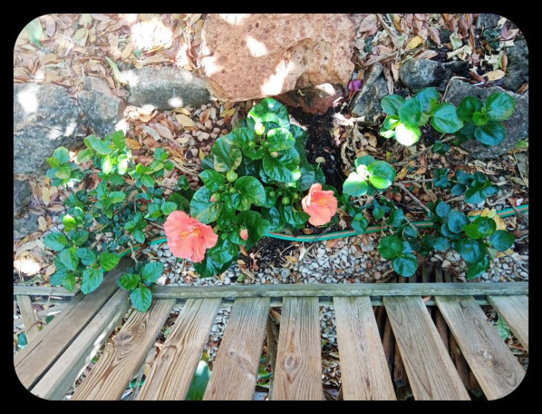 Hibiscus Hera plus Two.jpg