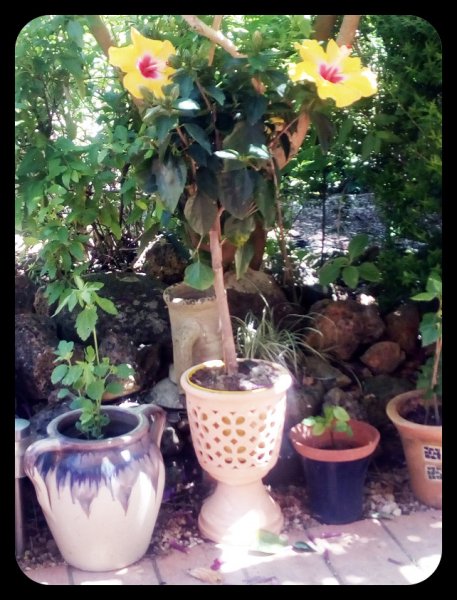 Hibiscus in Vase2 6 May.jpg