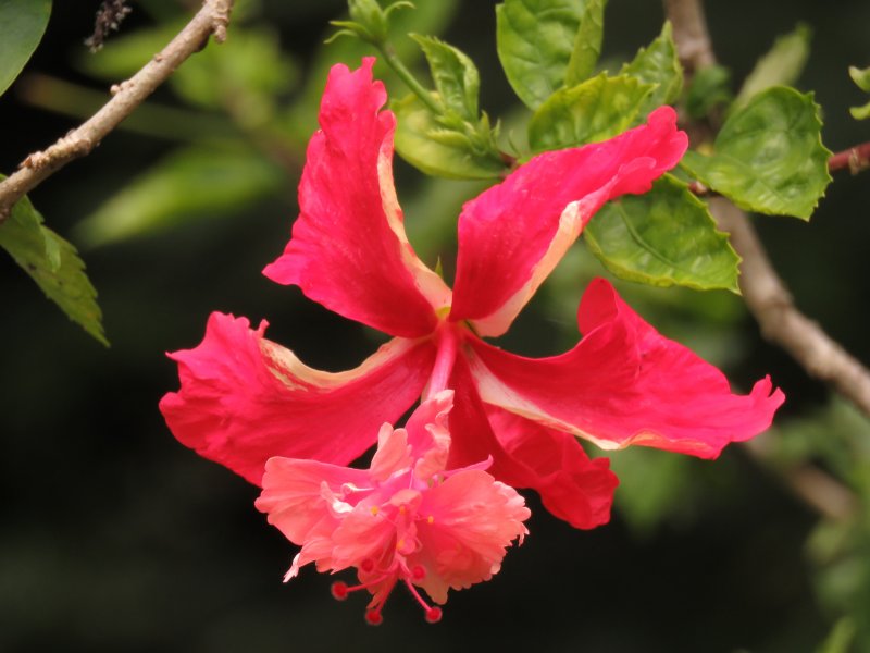 hibiscus.JPG
