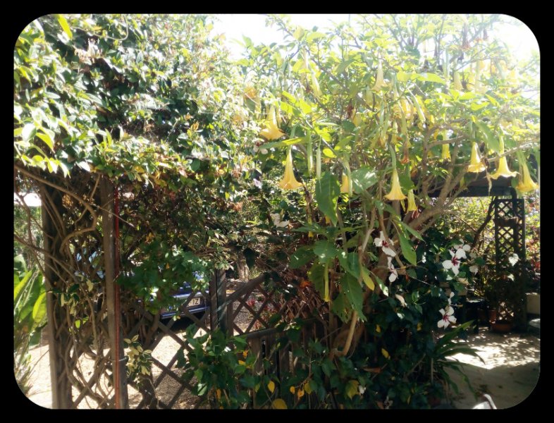 Hibiscus Jungle Room 10 Jun.jpg