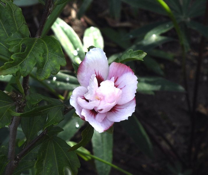 hibiscus Lady Stanley.JPG
