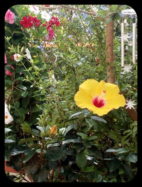 Hibiscus Mandevilla 25 Sep 21.jpg