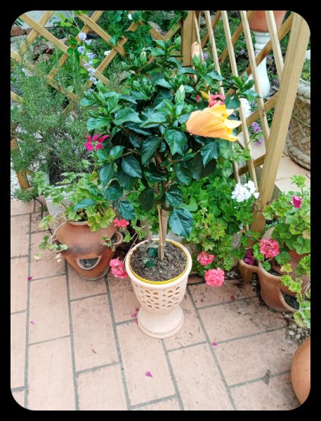 Hibiscus Orange BD 21.jpg